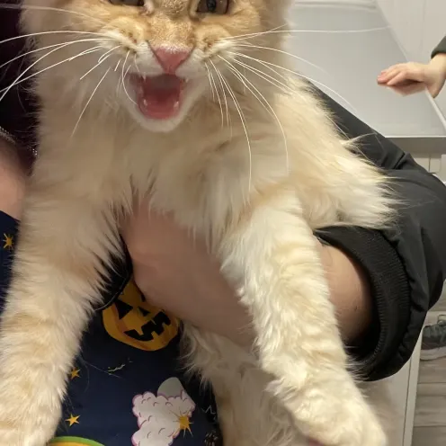Yellow Cat Being Held at Ferry Farm Animal Clinic
